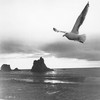 Racek Jonathan Livingston: svoboda je cennější než cokoli jiného