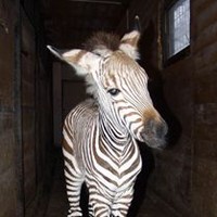 Další úspěch ústecké ZOO:  Narodily se dvě zebry!
