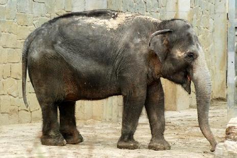 zoo