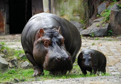 zoo hroch