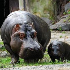 zoo perex