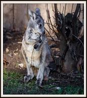 Prazska zoo perex