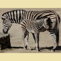 Přijďte se podívat na vzácná mláďata do ZOO Liberec