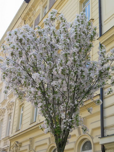 brno3