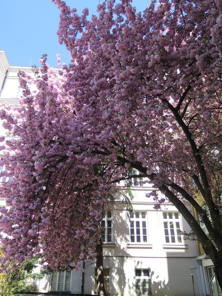 brno4