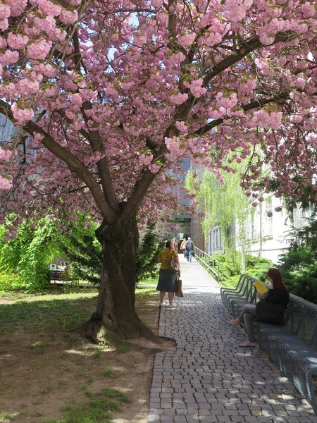 brno7