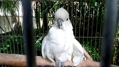 Ptactvo1