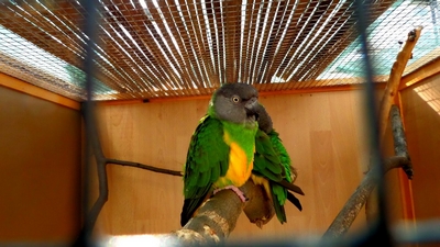 Ptactvo3