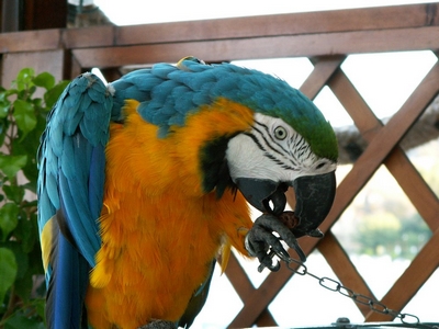 Ptactvo4