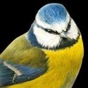 Zahradní ptáci už začínají řádit na krmítku. Poznáte je?
