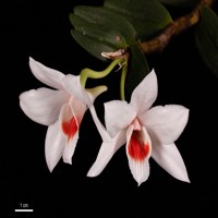 Výstava exotických orchidejí v asijském stylu byla právě otevřena v Trojské botanické zahradě