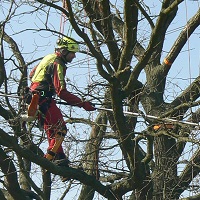 Unikátní zásah arboristů na památném dubu u Točné