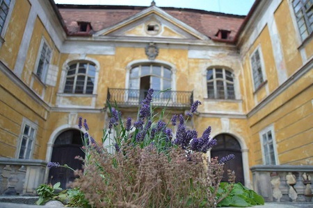Pivo olesna