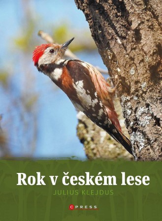 rok v ceskem lese