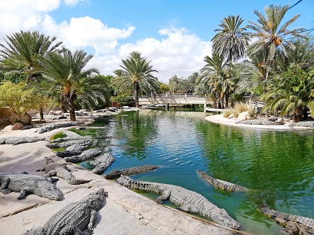 Djerba Sacher 5