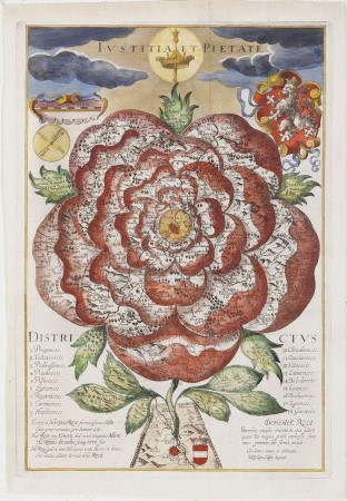 rosa bohemica2