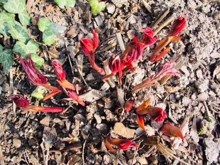 Duben raseni
