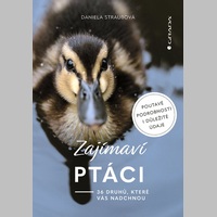 Zajímaví ptáci – 36 druhů, které vás nadchnou